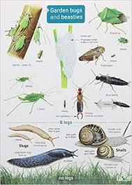 Garden Bugs And Beasties Chart Amazon Co Uk Rebecca