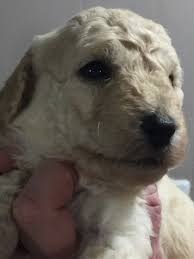 Lancaster puppies has the perfect goldendoodle for you from reputable breeders in pa and ohio. Golden Doodle Puppies For Sale Milford Mi 259093