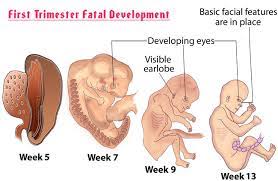 What To Expect In Your First Trimester Of Pregnancy