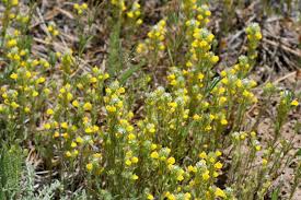 Image result for Pancovia holtzii