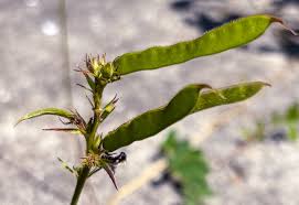 Image result for Tephrosia richardsiae