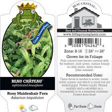 Image result for Adiantum hispidulum