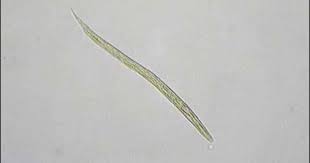 Pin On Parasitology