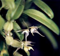 Image result for Bulbophyllum unifoliatum