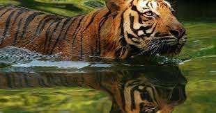 Bali zoo menawarkan miniapolis jungle waterplay, animal encounters, animal show, petting zoo, elephant safari, dll. Zoo Negara National Zoo Of Malaysia Klook Malaysia