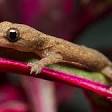 Gecko