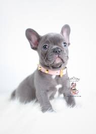He is an awesome dog. Blue Frenchie Puppies For Sale Teacup Puppies Boutique