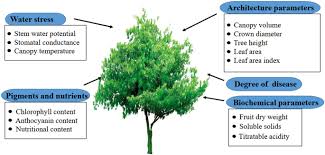 Olive trees typically hail from the mediterranean and produce small edible berries that are slightly bitter in taste. Phenotypic Techniques And Applications In Fruit Trees A Review Plant Methods Full Text