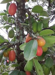 Image result for Ximenia afra