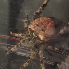 We have also listened to the. Spiders In Idaho Species Pictures