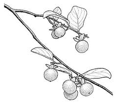Image result for Diospyros squarrosa