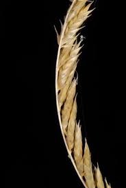 Image result for Acrachne