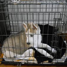 Considerations for putting your dog to sleep. Crate Training A Puppy The Smart Way Spiritdog Training