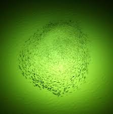 Fishing Light Attractor Wikiwand