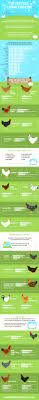 20 Best Egg Laying Chickens Illustrated Guide Know Your Chickens