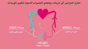 الفرق بين الشريان والوريد والشعيرات الدموية Youtube