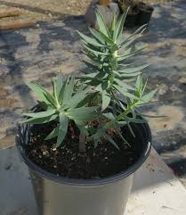 Image result for Euphorbia ugandensis