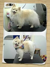 Fluffy And Not Stuffy Pomeranian Haircut Pomeranian Puppy Pomeranian Puppy Teacup