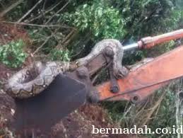 Maka sebaiknya dihadapi dengan cara yang baik. Dikira Kayu Lapuk Ternyata Ular Sebesar Pohon Kelapa