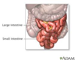 The intestines are located inferior to the stomach in the abdominal body cavity. Small Bowel Resection Information Mount Sinai New York