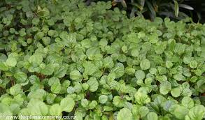 Image result for Plectranthus verticillatus