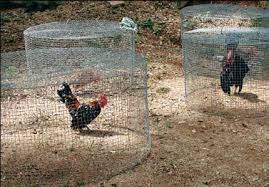 Fungsi dari laminating ini adalah menambah kekuatan dan stabilitas kayu yang. Cara Membuat Kandang Ayam Dari Kawat Ram Tentang Kolam Kandang Ternak