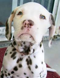We did not find results for: Pin On Dalmations