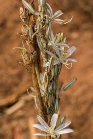 Image result for Chlorophytum stolzii