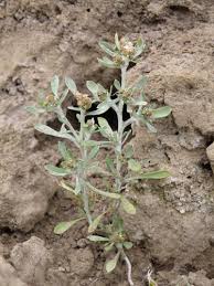 Image result for Gnaphalium austroafricanum