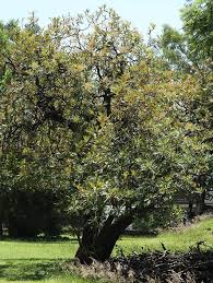 Image result for Bocconia arborea