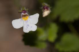 Image result for Diclis reptans