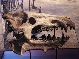 Archaeotherium Skull Science Museum Of Minnesota St Paul Mn C Mark Ryan Prehistoric Creatures Extinct Animals Prehistoric