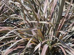 Image result for Phormium
