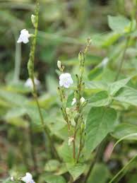 Image result for Asystasia malawiana