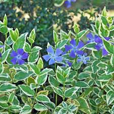 Image result for Vinca major