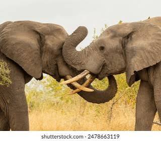 9,883 Elephant Fight Royalty-Free Images, Stock Photos & Pictures | Shutterstock