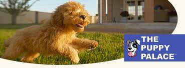 Mini & standard goldendoodles available! The Puppy Palace Ct Posts Facebook