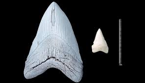 Because sharks are constantly shedding their teeth—thousands and thousands over the course of a lifetime—megalodon teeth have been. Megalodon The Truth About The Largest Shark That Ever Lived Natural History Museum