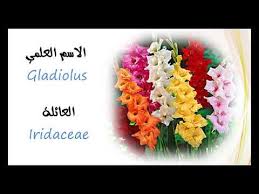 انواع الزهور واسمائها أسماء أشهر أنواع الزهور والورود بالعربية والإنجليزية صور ورد Youtube