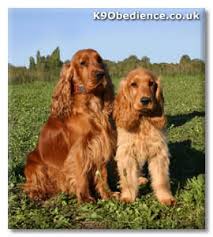 71 most popular cocker spaniel weight chart