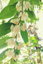 Image result for Agarista