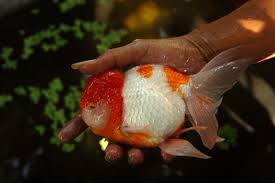 Siapa jenis ikan hias yang bisa dijadikan hewan peliharaan? Jual Beli Ikan Hias Di Indonesia Telah Gunakan Aplikasi Digital