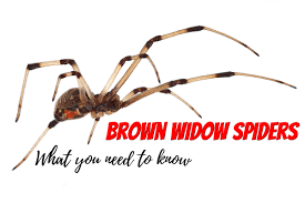 The black widow spider received its name due to a story about its mating behaviors. What You Need To Know About The Brown Widow Spider Dengarden