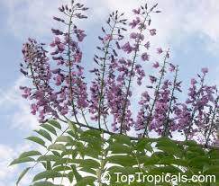 Image result for Lonchocarpus