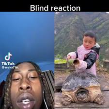 Franklin Turtle Dead