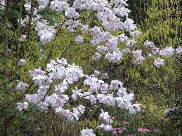 Image result for Magnolia sargentiana