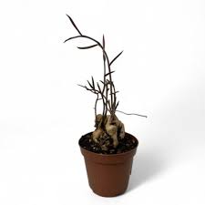 Image result for Monadenium rugosum