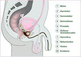 Prostatakrebs Grundwissen Prostatakarzinom Prostata Tumor