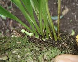 Image result for Belvisia