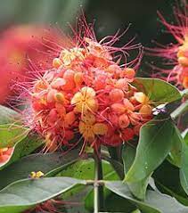 Pin On Different Kinds Of Plants